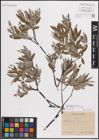 Foto von Salix eleagnos Scop. x Salix repens L.